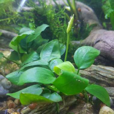 Anubias barteri var. nana