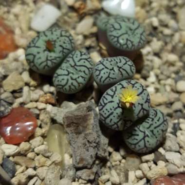 Conophytum Minimum Wittebergense