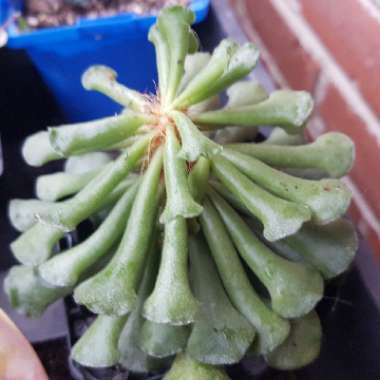 Adromischus cristatus var. clavifolius