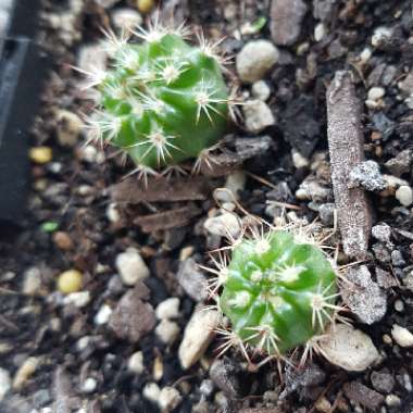 Parodia Mammulosa syn. Notocactus roseoluteus