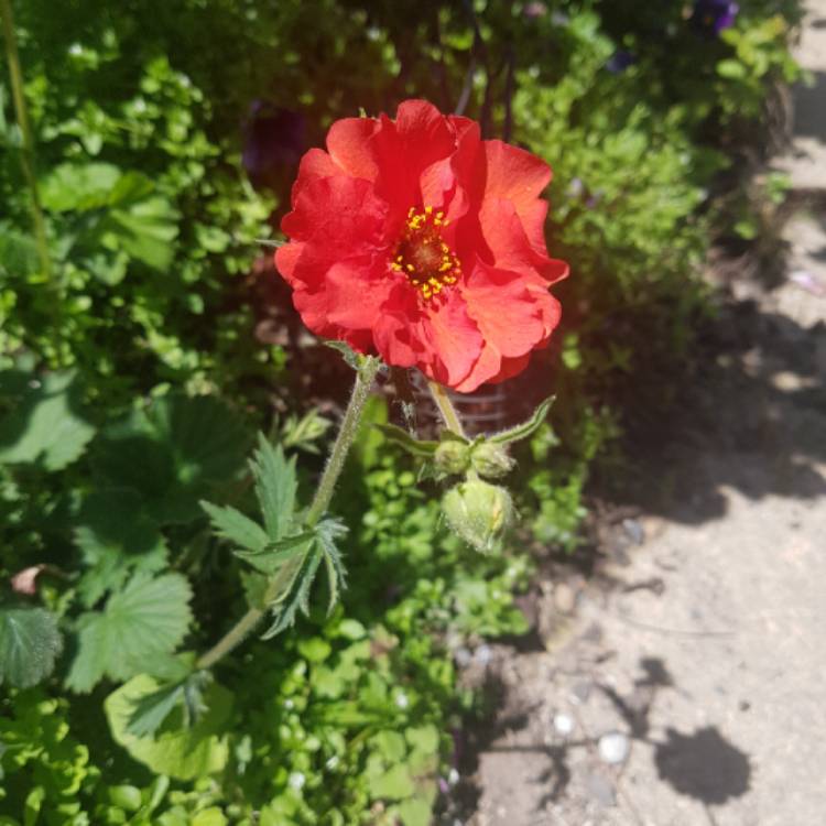 Plant image Geum 'Blazing Sunset'