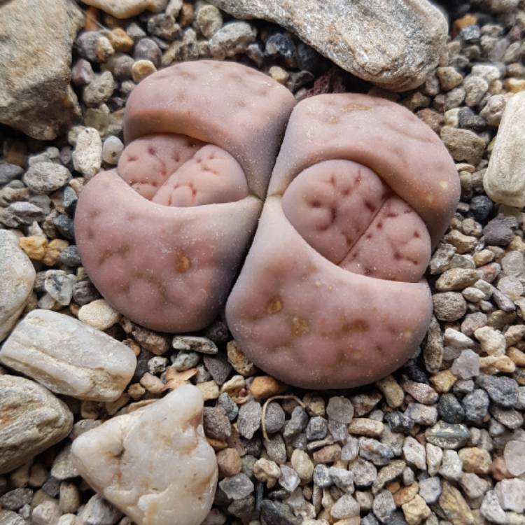 Plant image Lithops Karasmontana