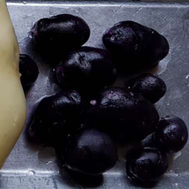 Solanum tuberosum