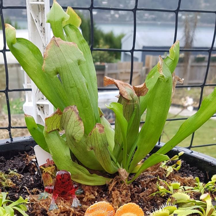 Plant image Sarracenia 'Judith Hindle'