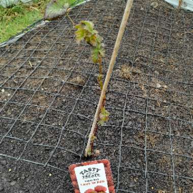 Rubus fruticosus x ideaus