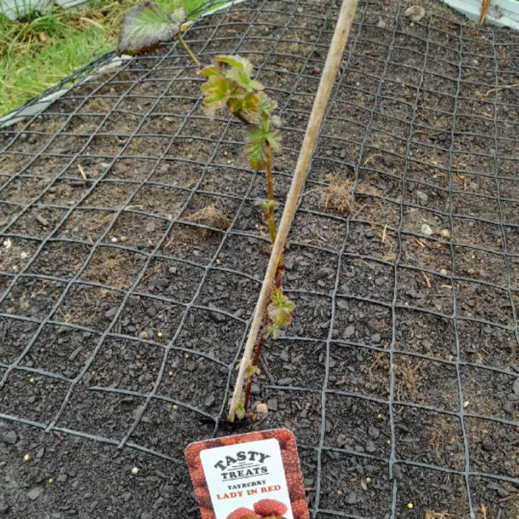 Plant image Rubus fruticosus x ideaus