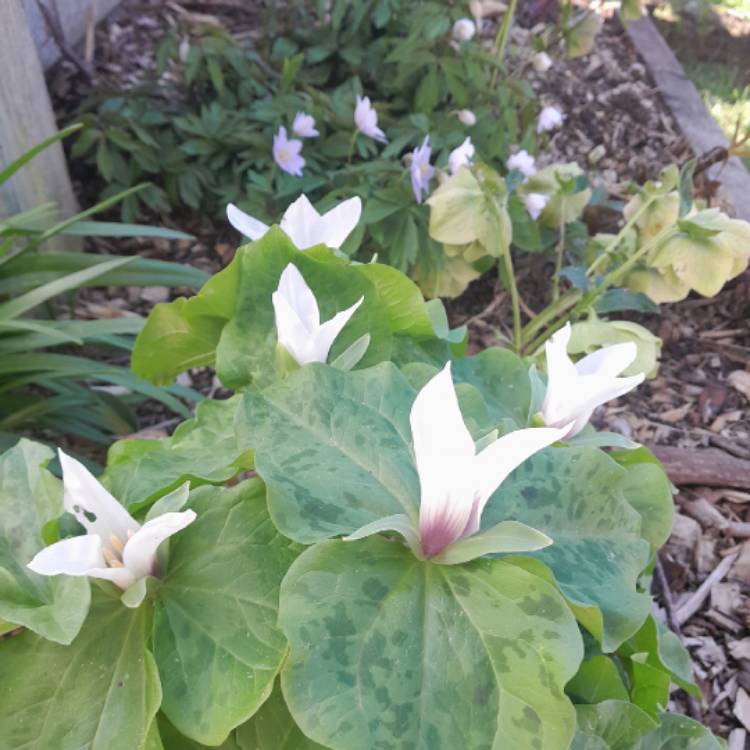 Plant image Trillium