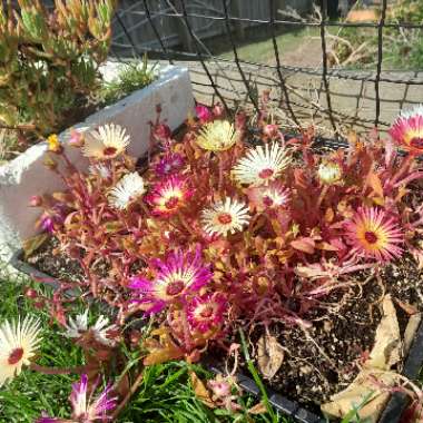 Dorotheanthus bellidiformis syn. Cleretum bellidiforme, Mesembryanthemum bellidiformis, Mesembryanthemum criniflorum, Cleretum cuneifolium, Cleretum limpidum