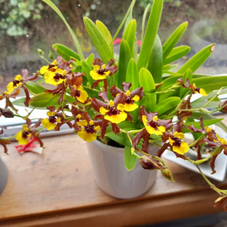 Plant image Oncidium varicosum