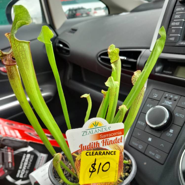 Plant image Sarracenia 'Judith Hindle'