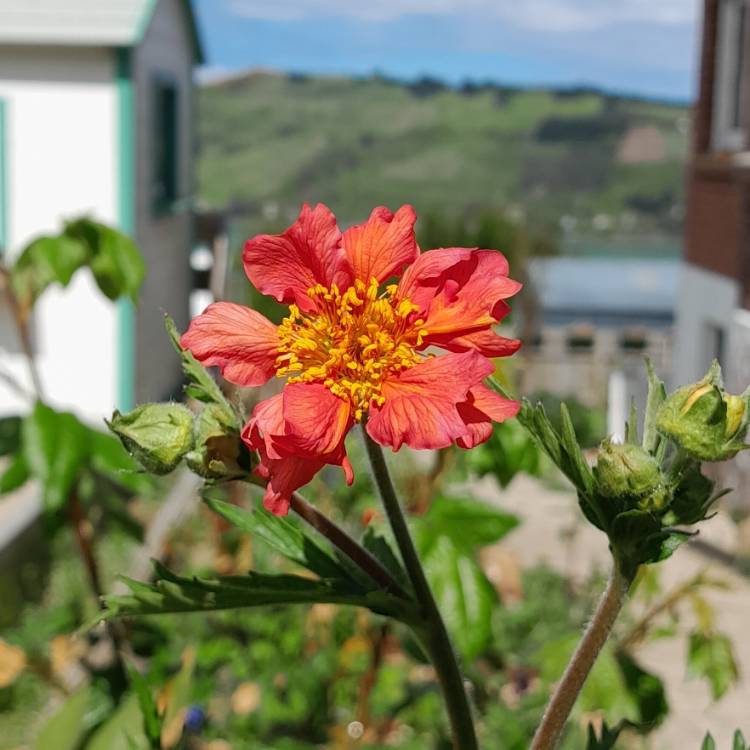 Plant image Geum 'Blazing Sunset'