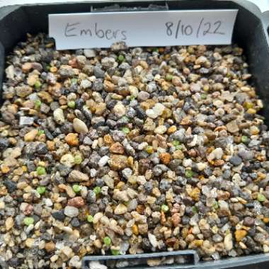 Lithops Bromfieldii v. Glaudinae C393A