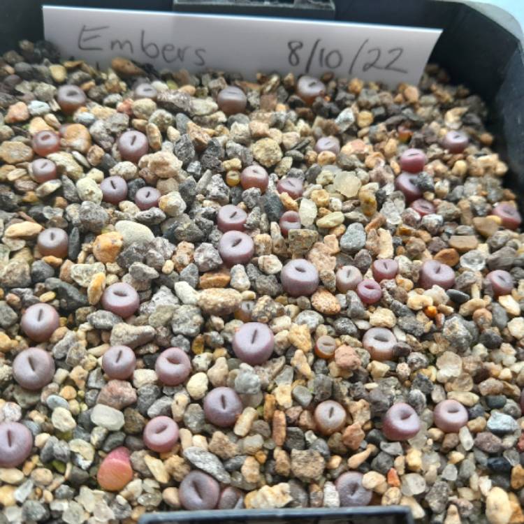 Plant image Lithops Bromfieldii v. Glaudinae C393A