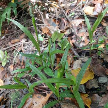 Pterostylis