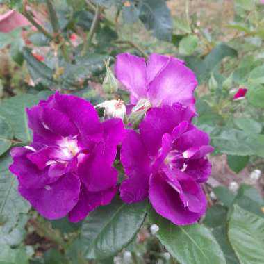 Rosa 'Frantasia' syn. Rosa 'Rhapsody in Blue'