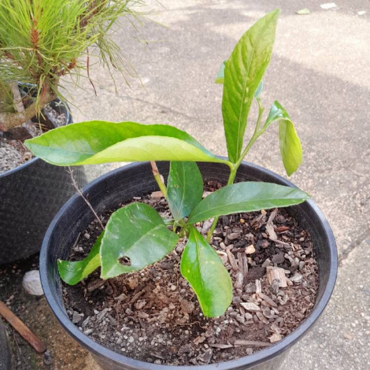 Plant image Citrus latifolia