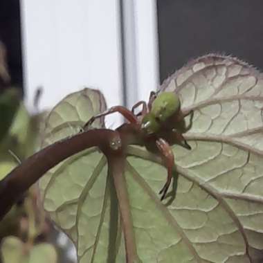 Ipomoea Batatas