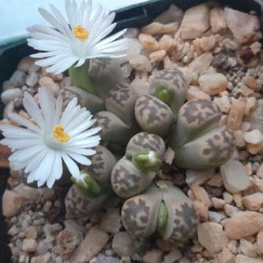 Living Stones 'Karasmontana Bella'