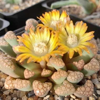 Titanopsis 'Hugo-schlechteri'