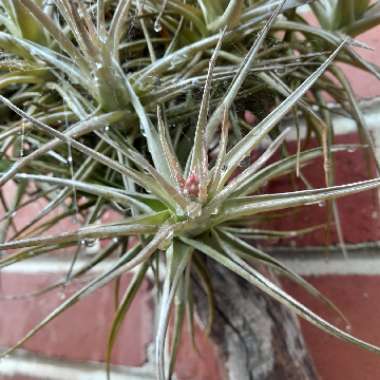 Airplant (Species) Tillandsia bergeri