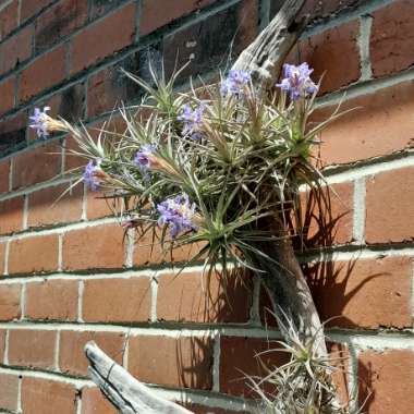 Airplant (Species) Tillandsia bergeri