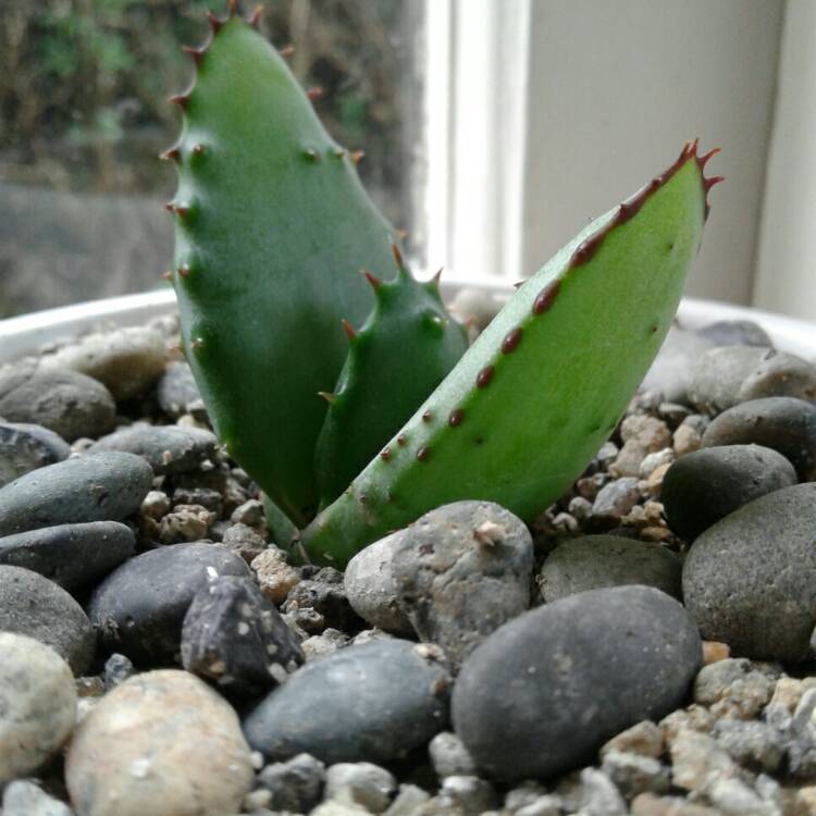 Plant image Aloe ferox