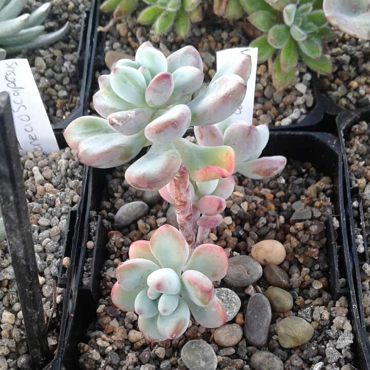 Plant image Sedum Commixtum