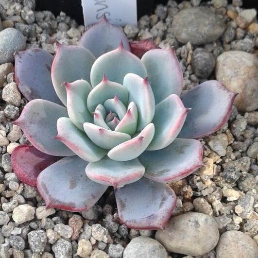 Plant image Echeveria Laurensis