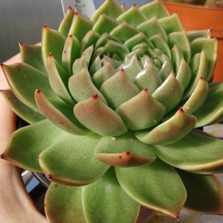 Plant image Echeveria Green Waterlily