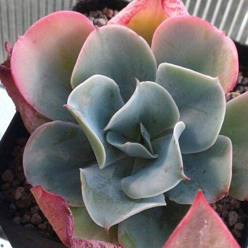 Plant image Echeveria Brilliant