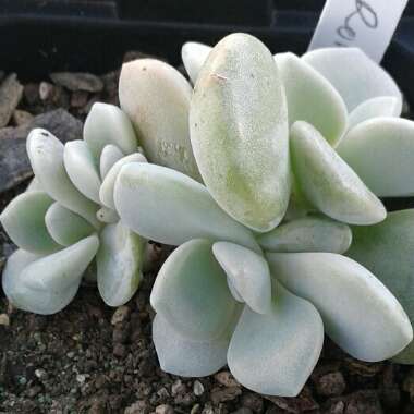 Echeveria Roma