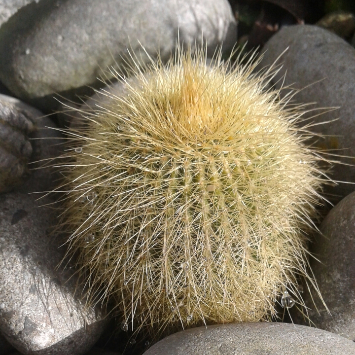 Plant image Parodia leninghausii