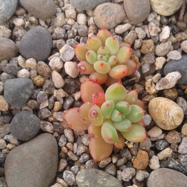 Plant image Echeveria emerald ripple