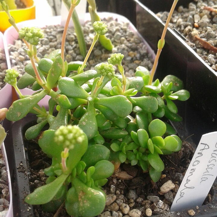 Plant image Crassula anomala syn. Crassula atropurpurea var. anomala