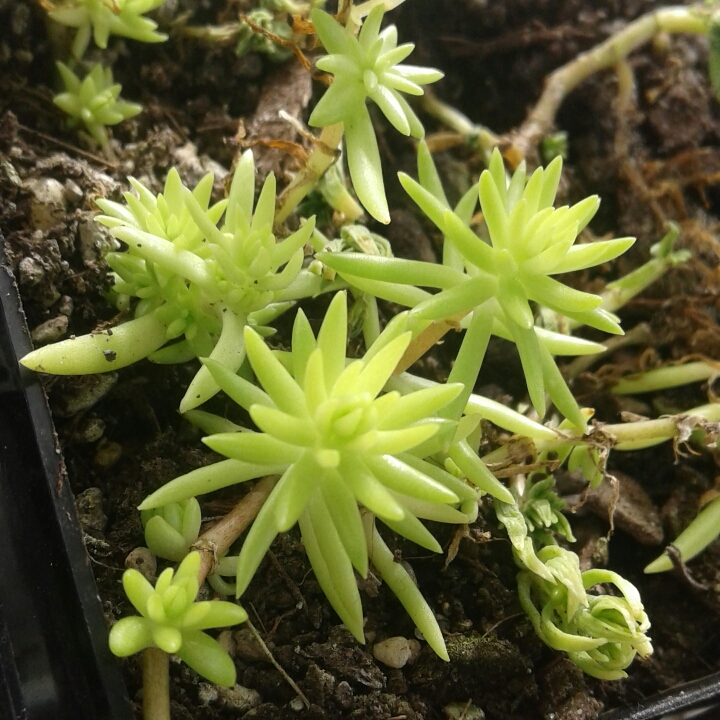 Plant image Sedum mexicanum