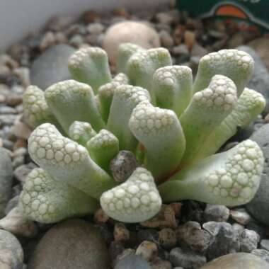 Titanopsis Primosii