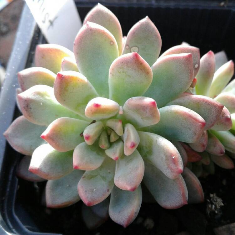 Plant image x Pachyveria Augusta