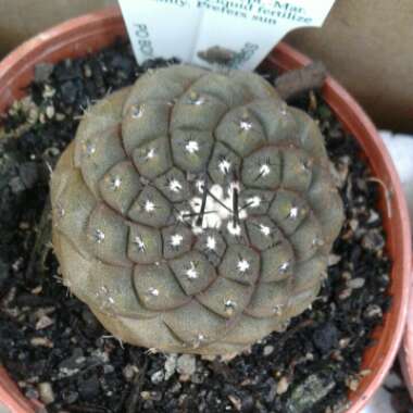 Copiapoa hypogaea