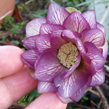 Helleborus x hybridus