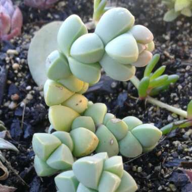 Corpuscularia lehmannii syn. Delosperma lehmannii