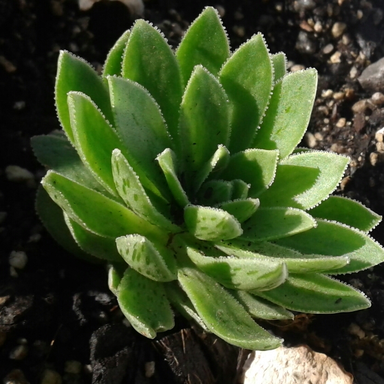 Plant image Aeonium simsii