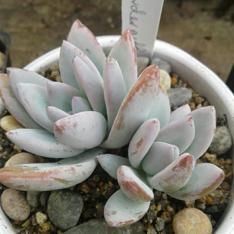 Plant image x Pachyveria Powder Puff