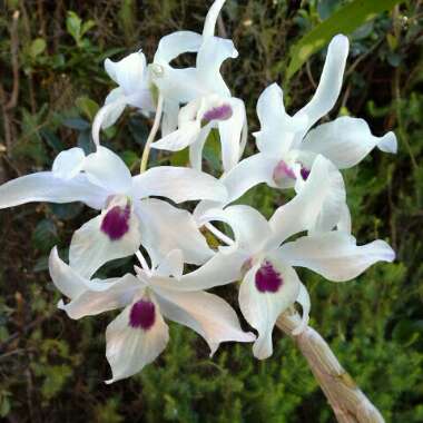 Dendrobium Cassiope