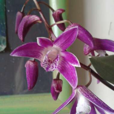 Dendrobium kingianum