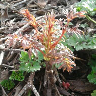 Paeonia x suffruticosa