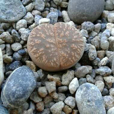 Lithops Lesliei var. Hornii