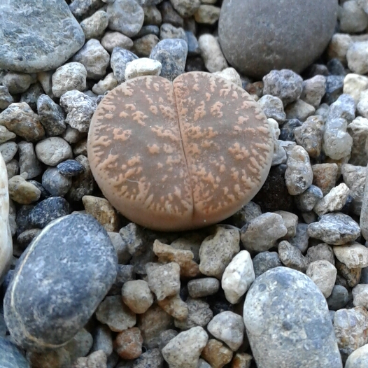 Plant image Lithops Lesliei var. Hornii