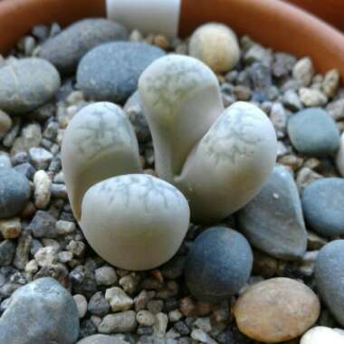 Lithops Herrei