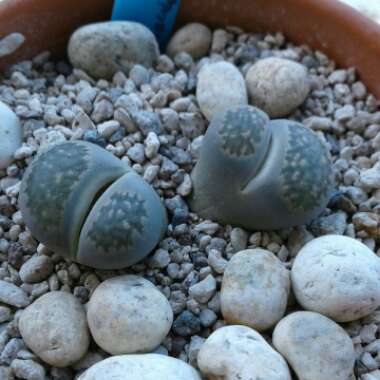 Lithops Salicola Maticulata C086