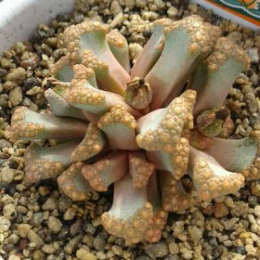 Titanopsis 'Hugo-schlechteri'